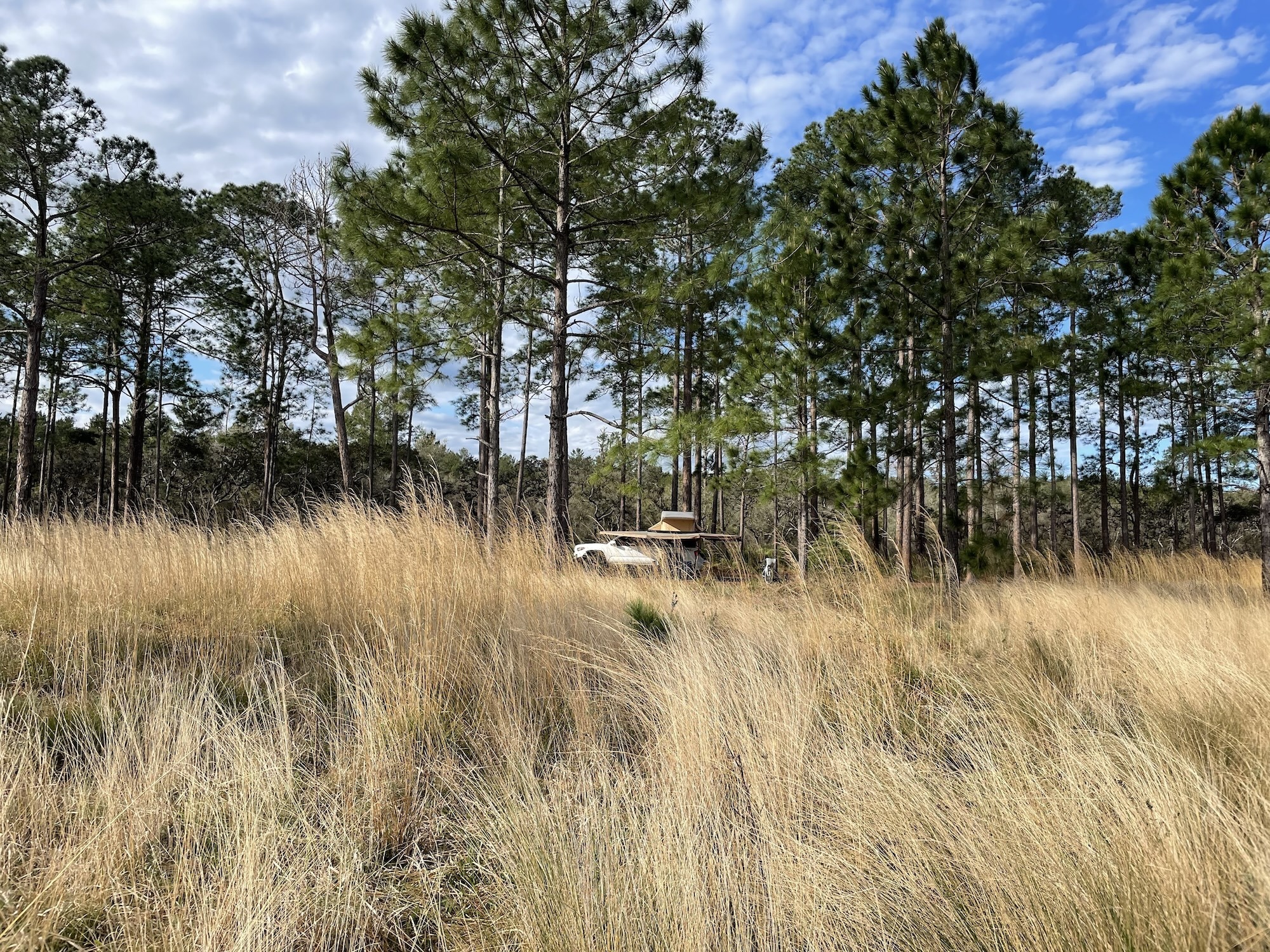 Ocala National Forest