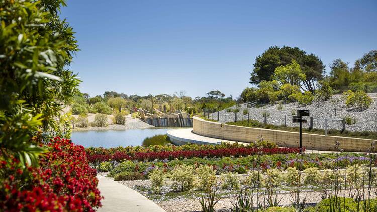 A garden with rows of plants and a lake in the background. 