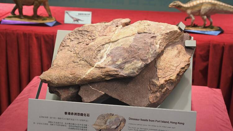 Hong Kong dinosaur fossil