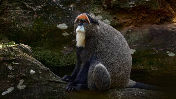 De Brazza’s Monkey