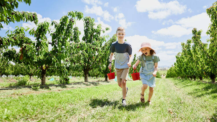 Two children running through a cherry orchard. 