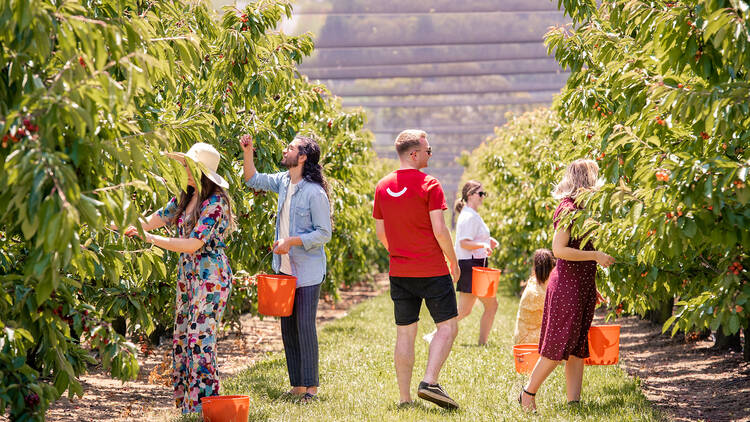 A group of people picking cherries off trees.