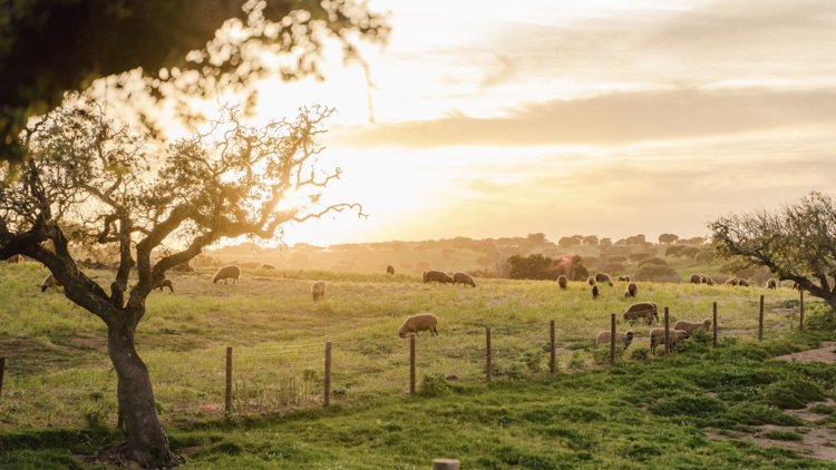 Lição de História no Alentejo