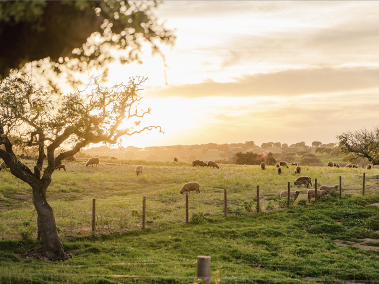 Lição de História no Alentejo