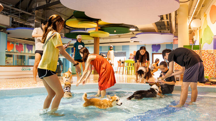 Fort Canine Swimming Club