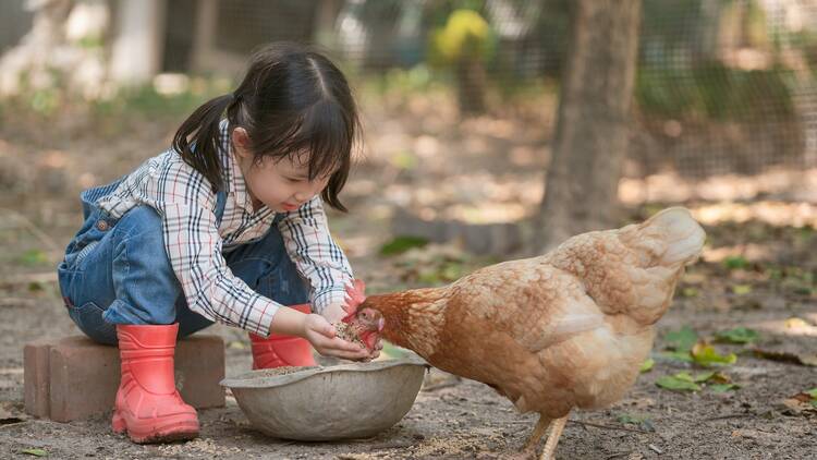 Meet the residents at Hounslow Urban Farm