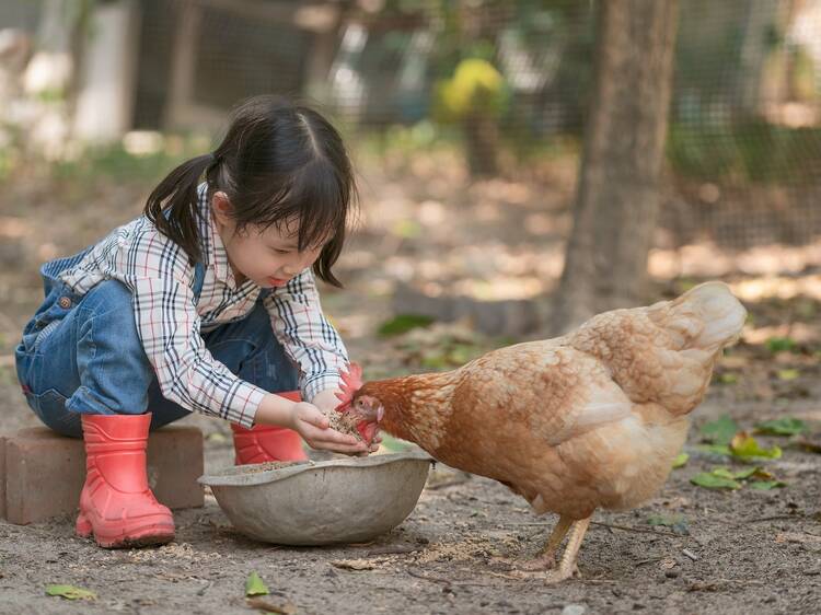 Meet the residents at Hounslow Urban Farm