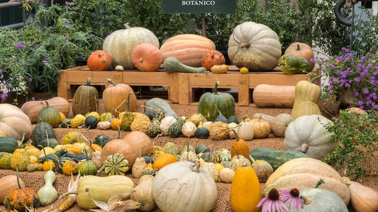 Exposición Calabazas