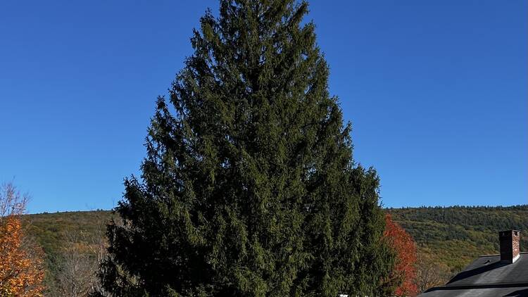 Rockefeller Christmas Tree 2024