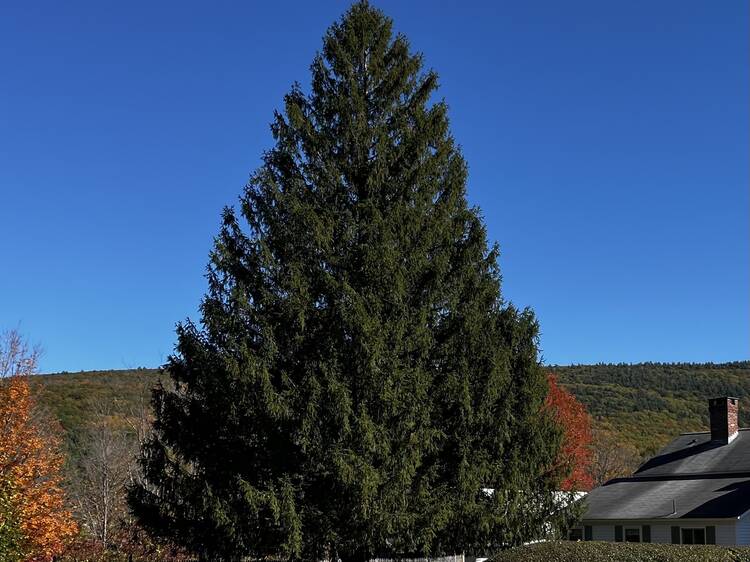 The Rockefeller Christmas Tree has officially been selected!