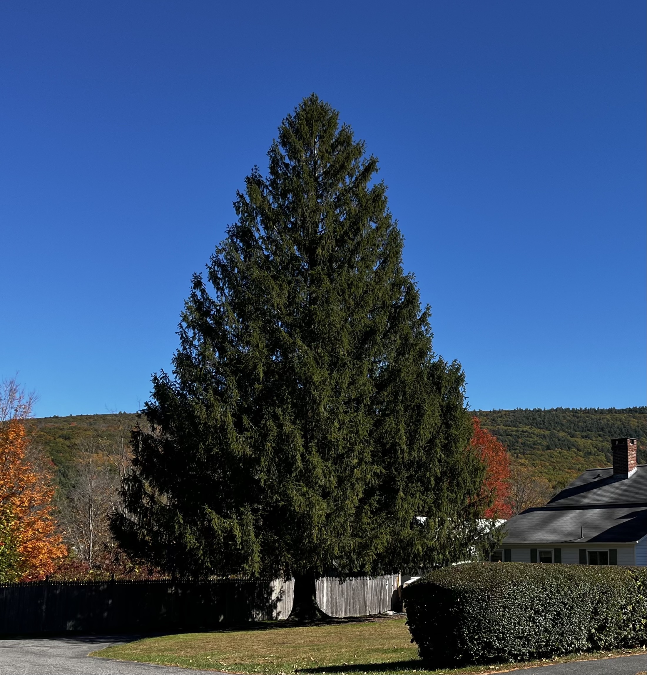 The Rockefeller Christmas Tree has officially been selected!