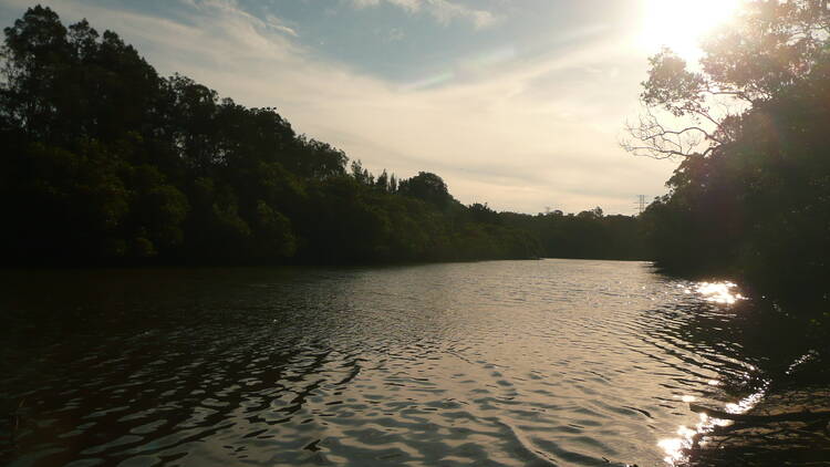 Lane Cove River lined by trees