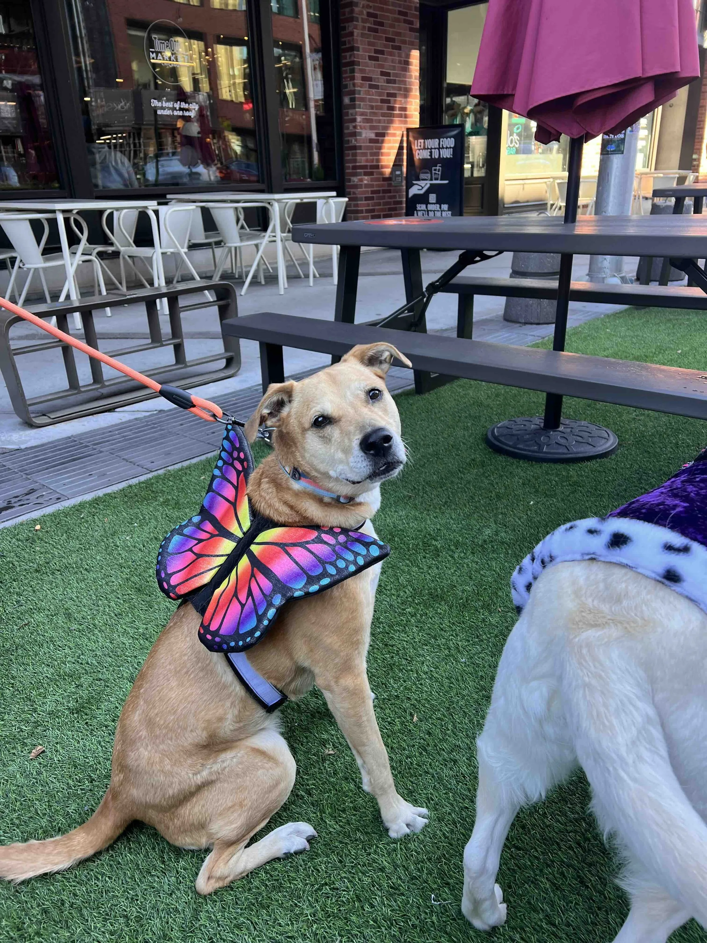 pet costume contest