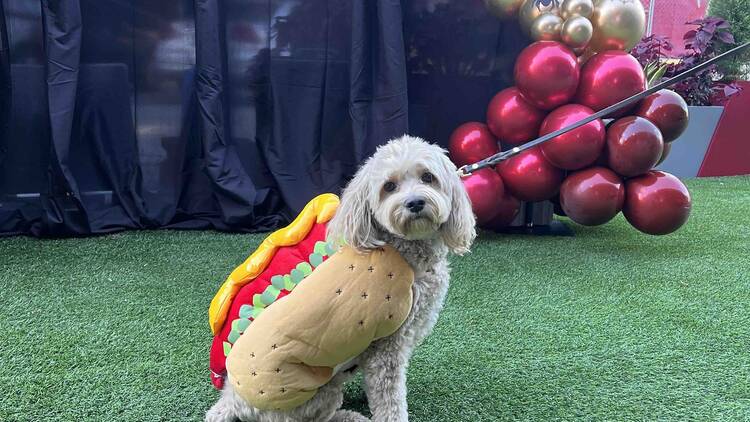 Howl-O-Ween Pet Costume Contest