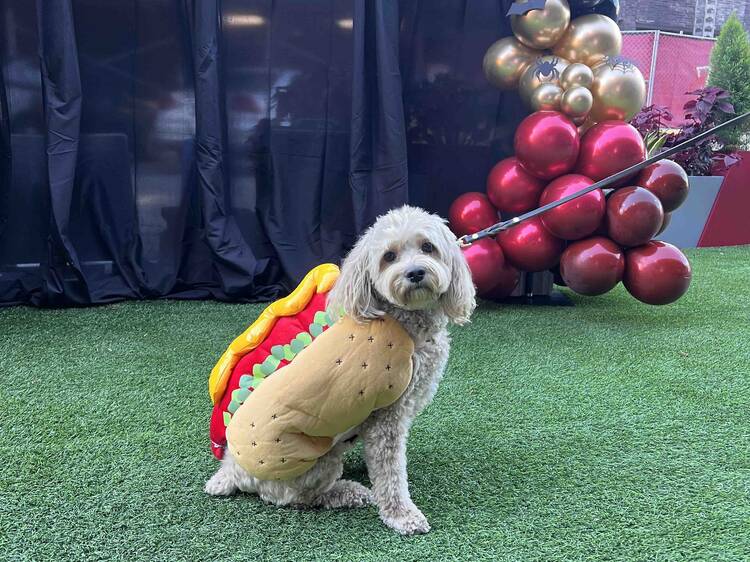 Howl-O-Ween Pet Costume Contest