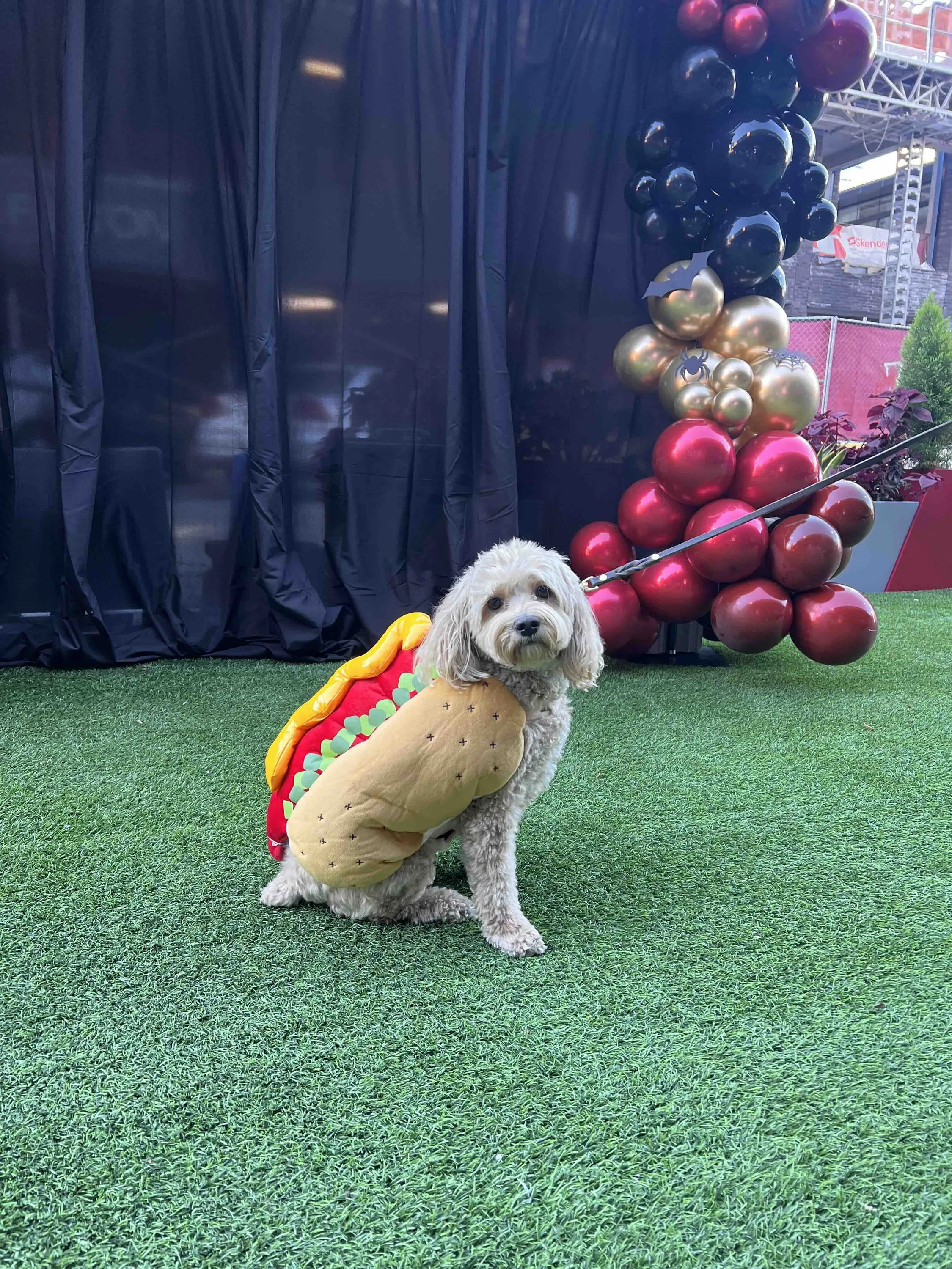 pet costume contest