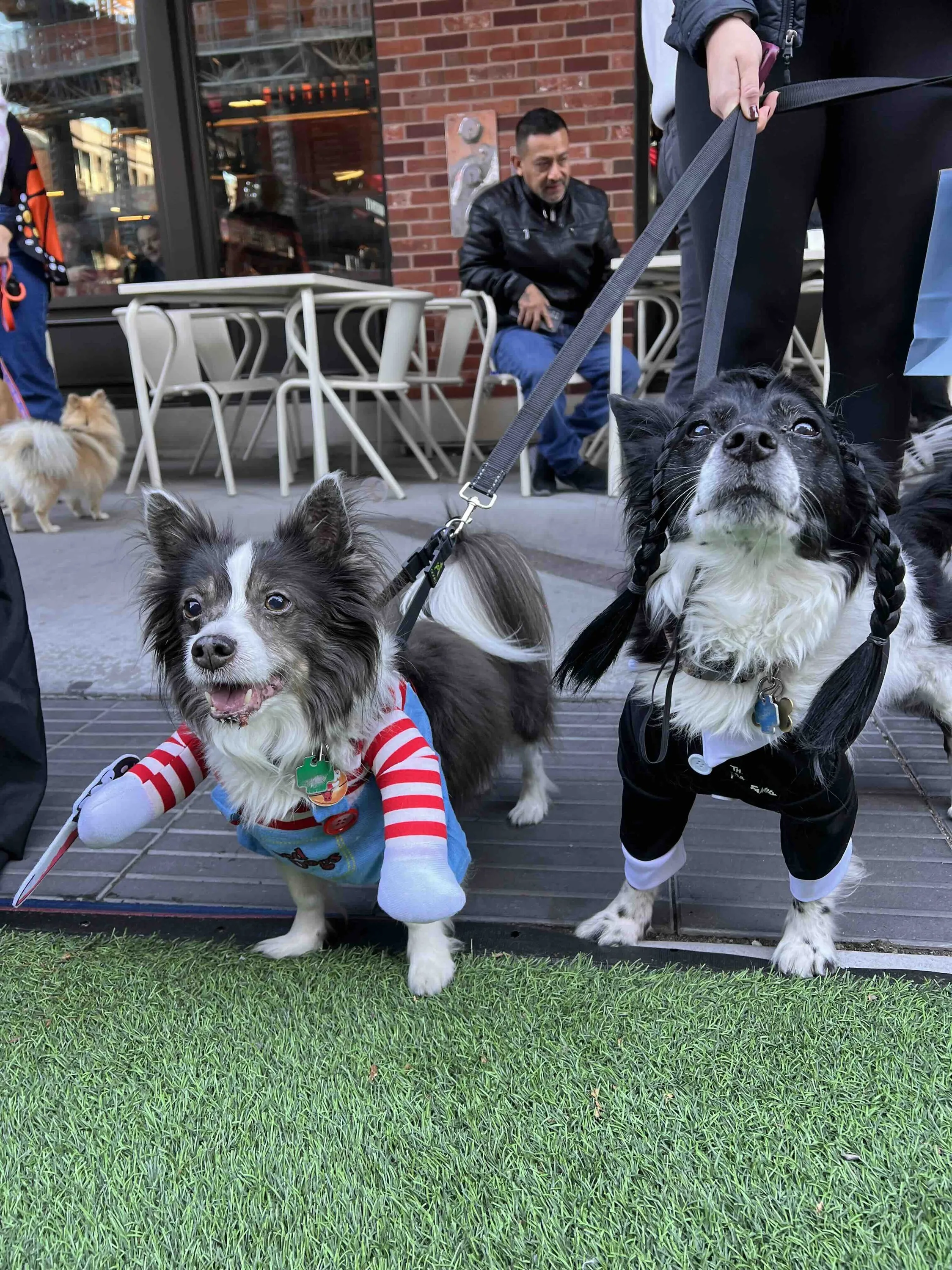 pet costume contest