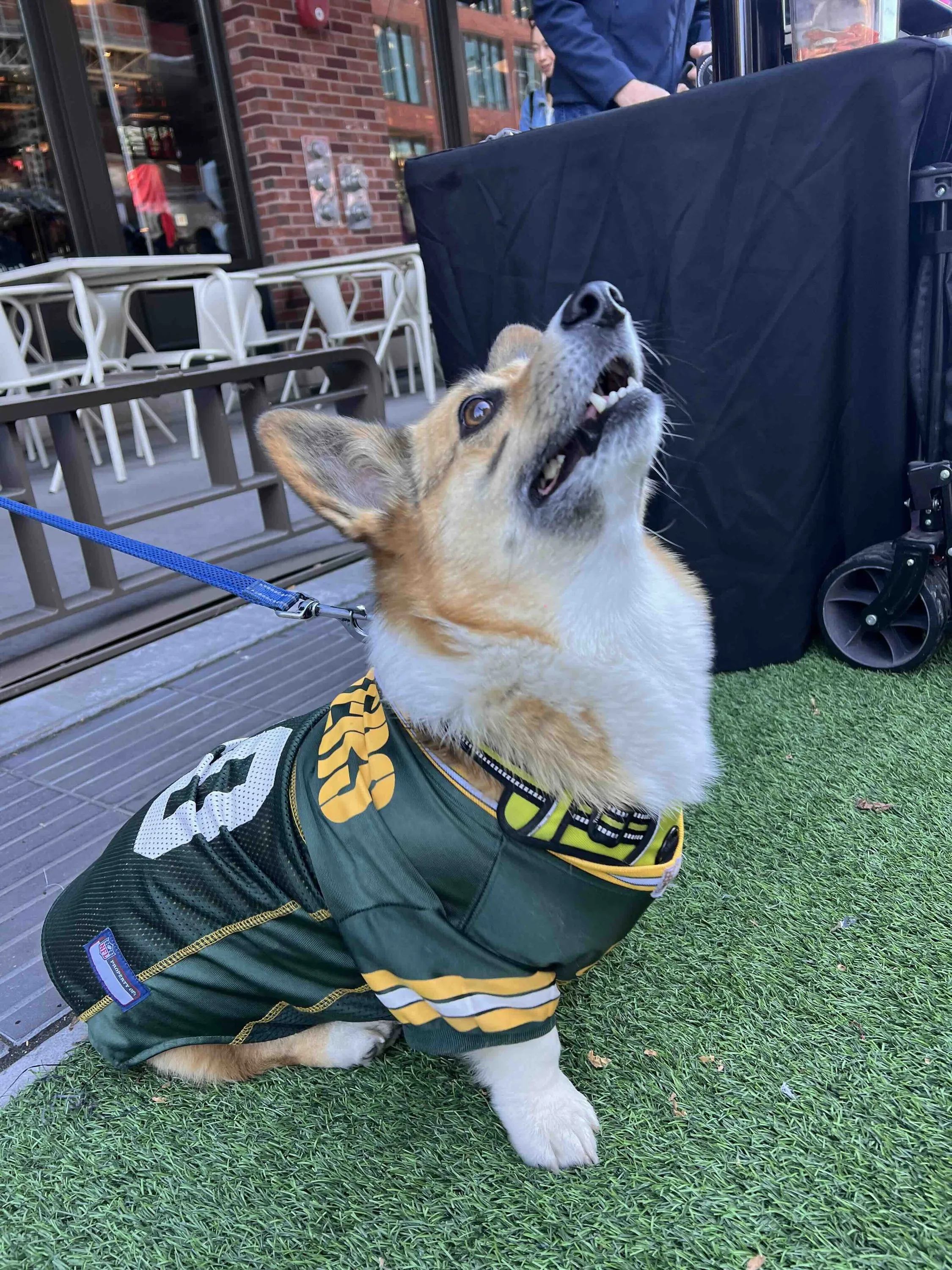 pet costume contest