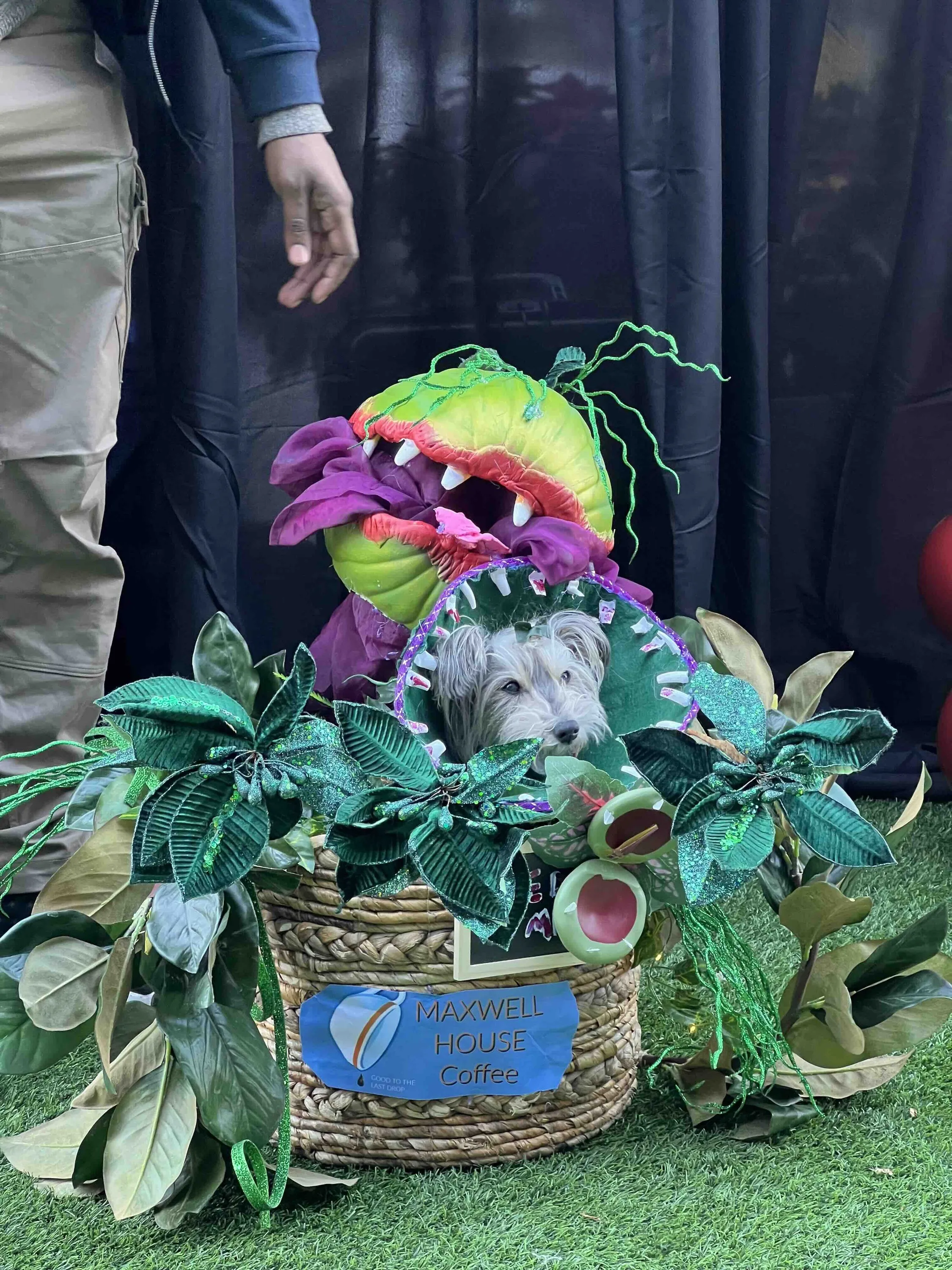 pet costume contest