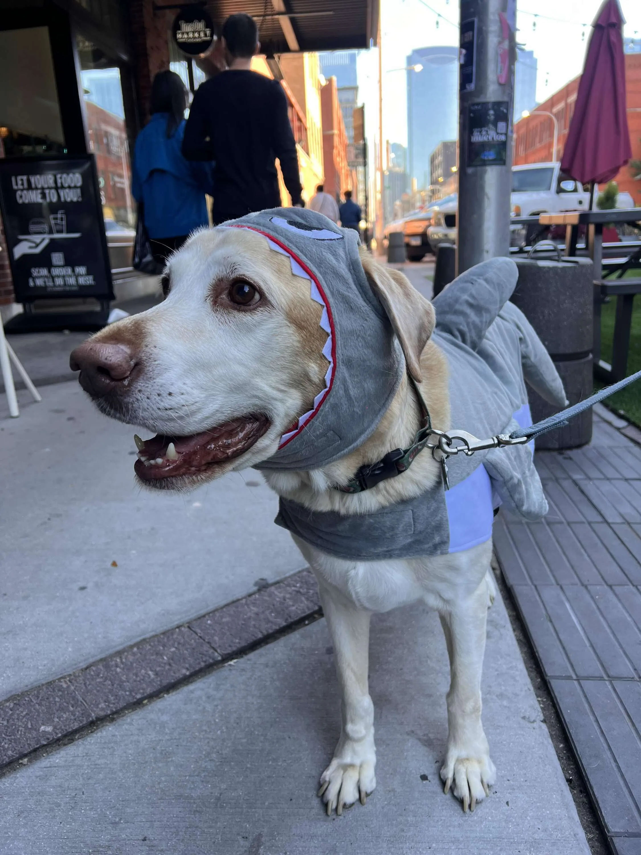 pet costume contest