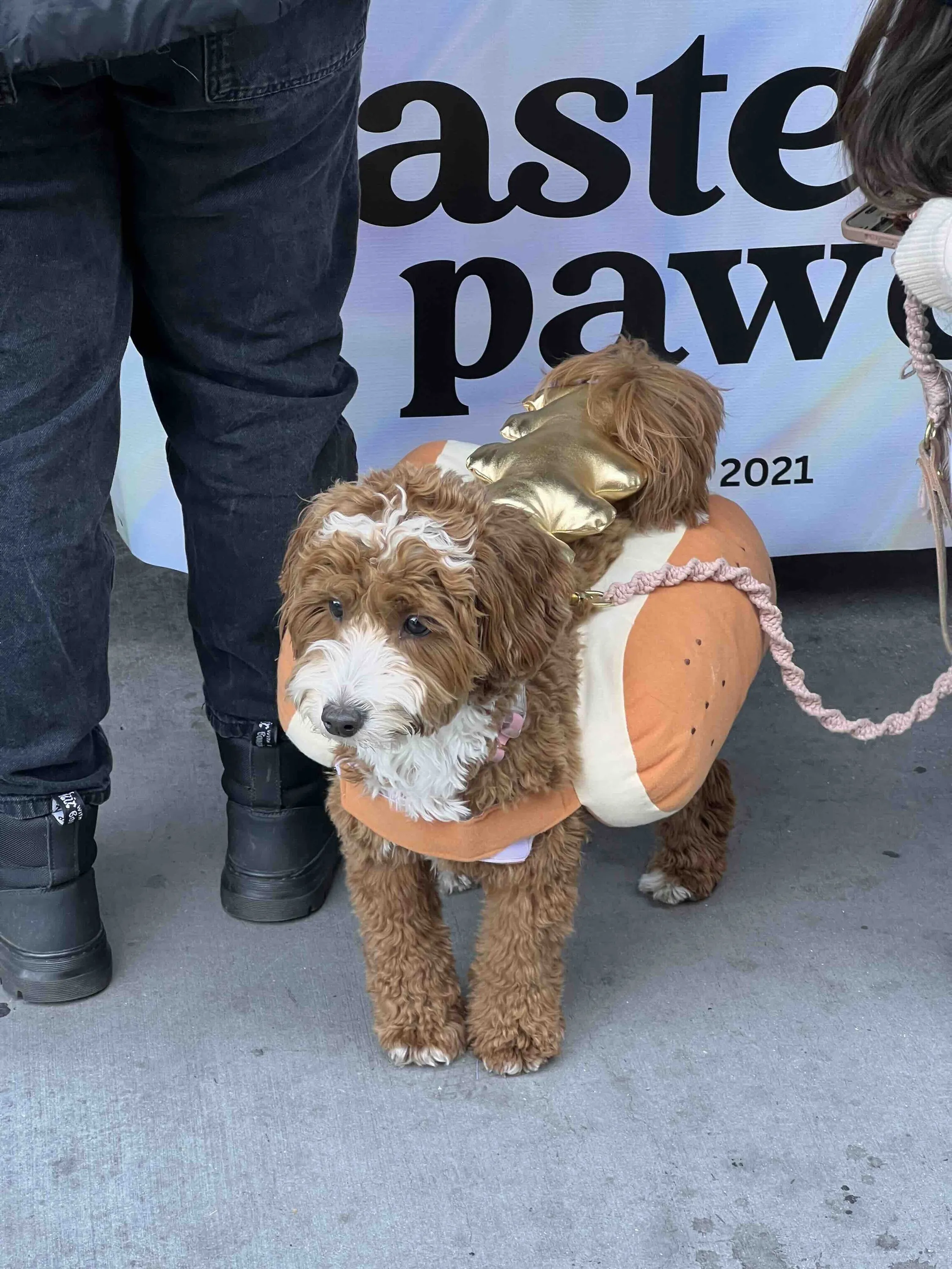 pet costume contest