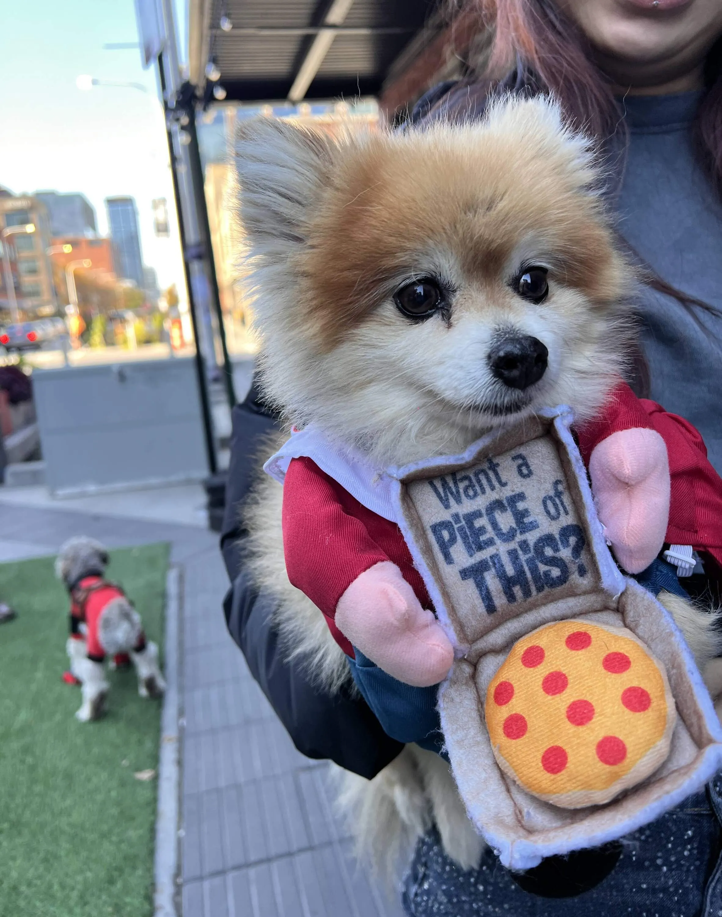 pet costume contest