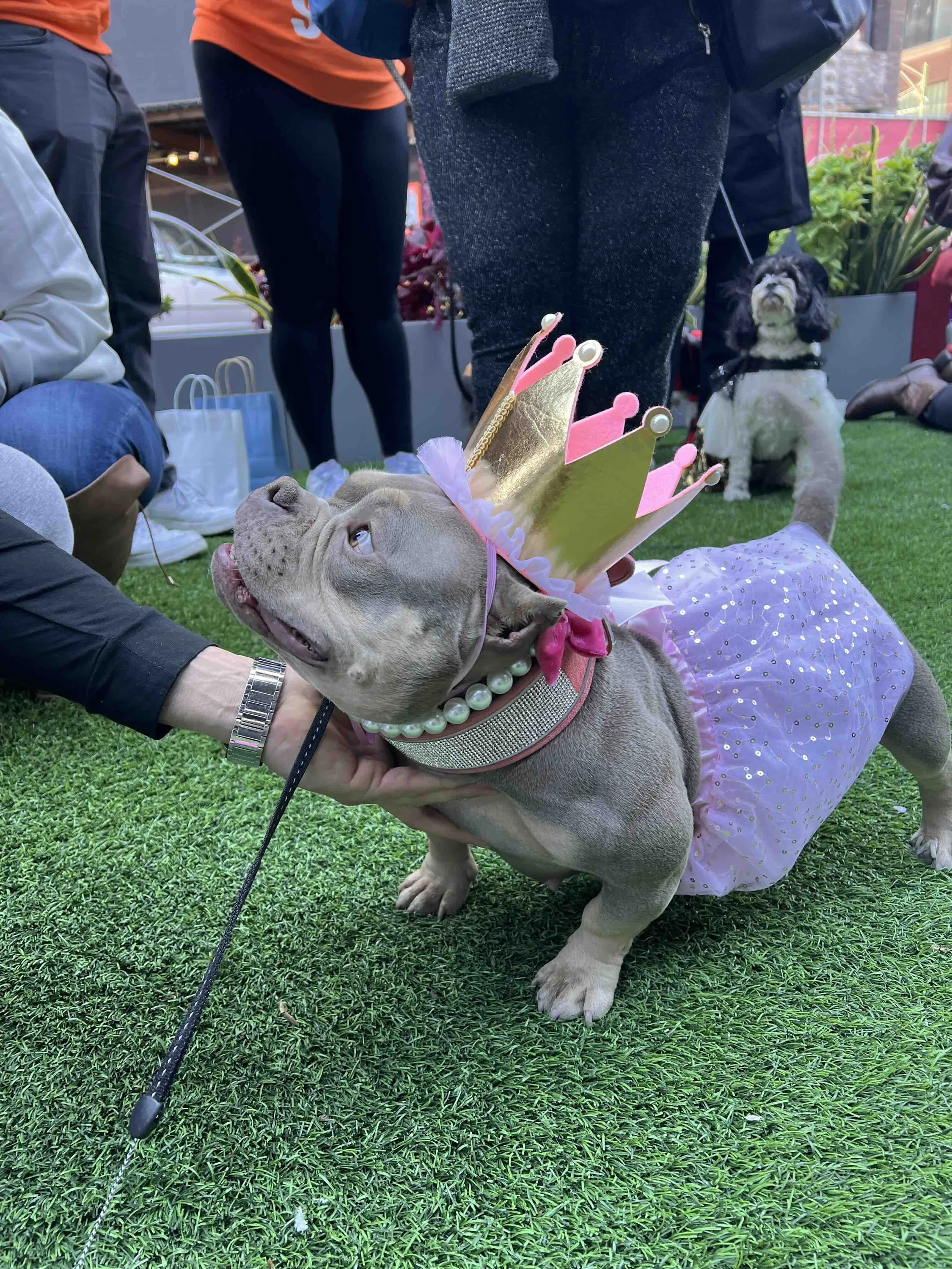 pet costume contest
