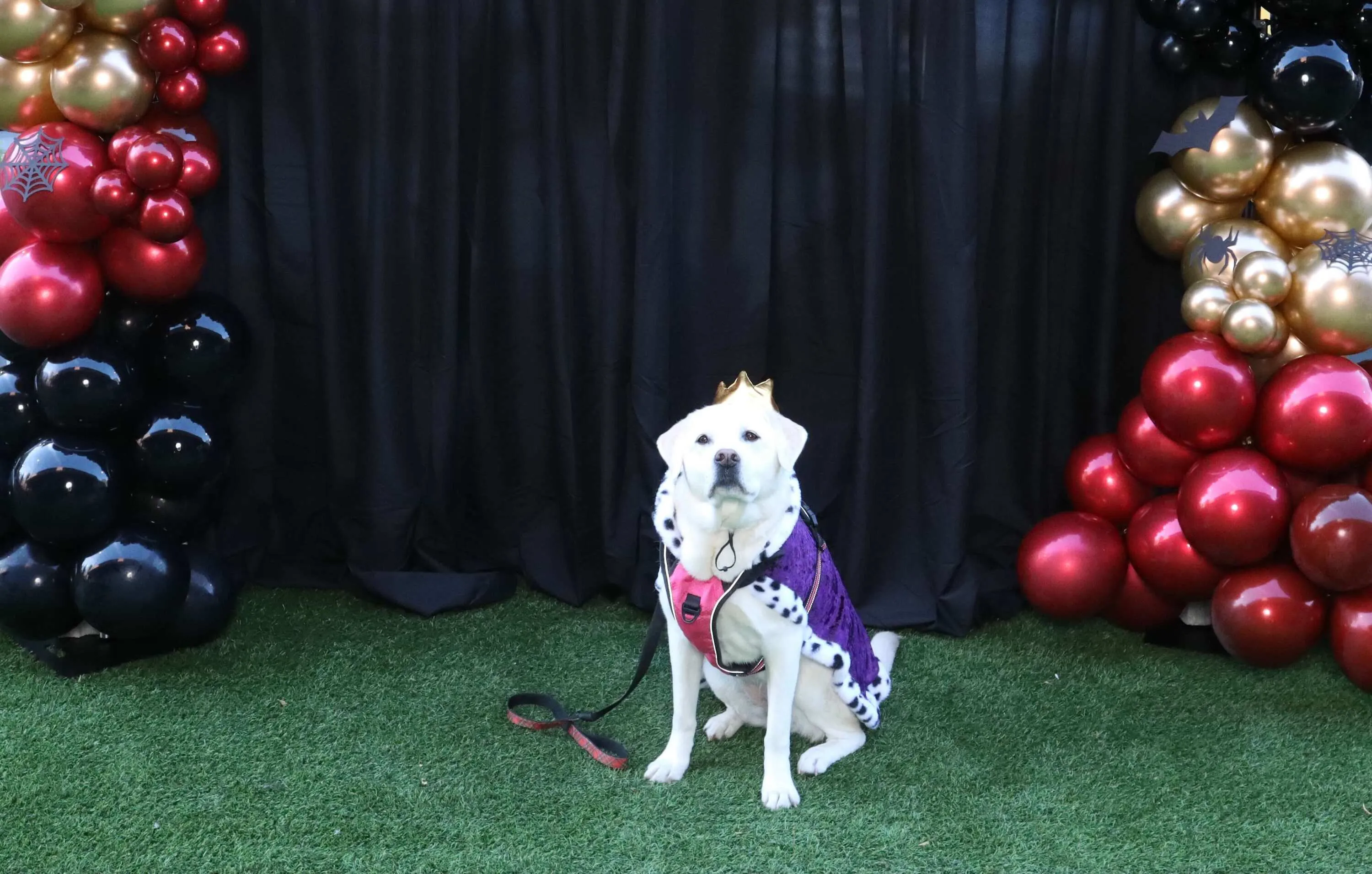 pet costume contest