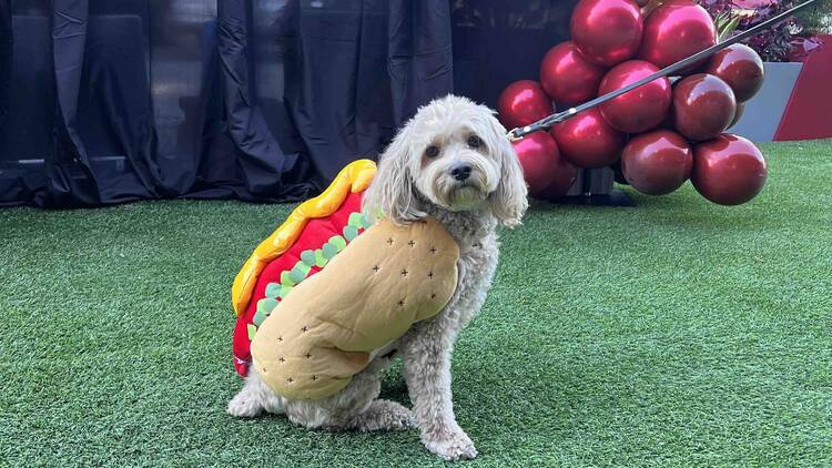 pet costume contest