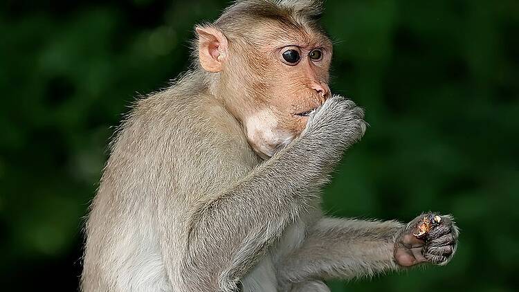 Bukit Timah Monkey Man