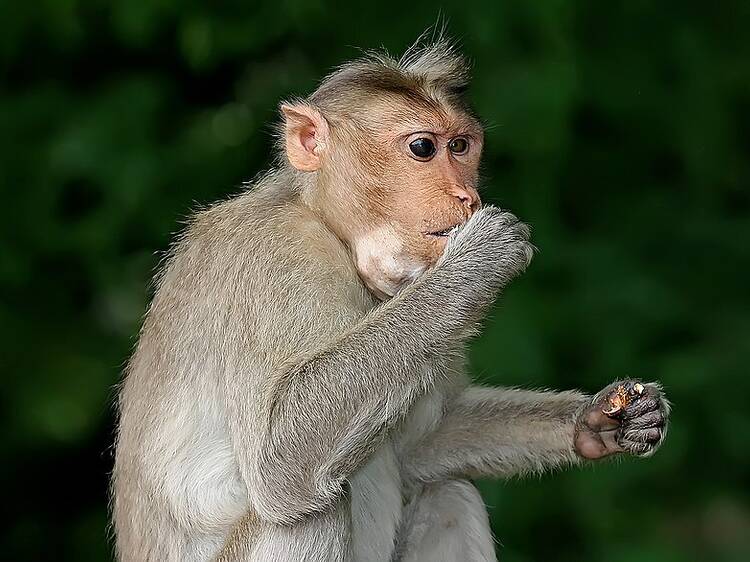 Bukit Timah Monkey Man