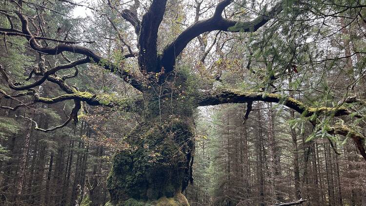 Skippinish Oak, a large tree in a clearing