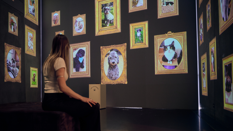 A person sits looking at projected portraits of cats and dogs in gold frames