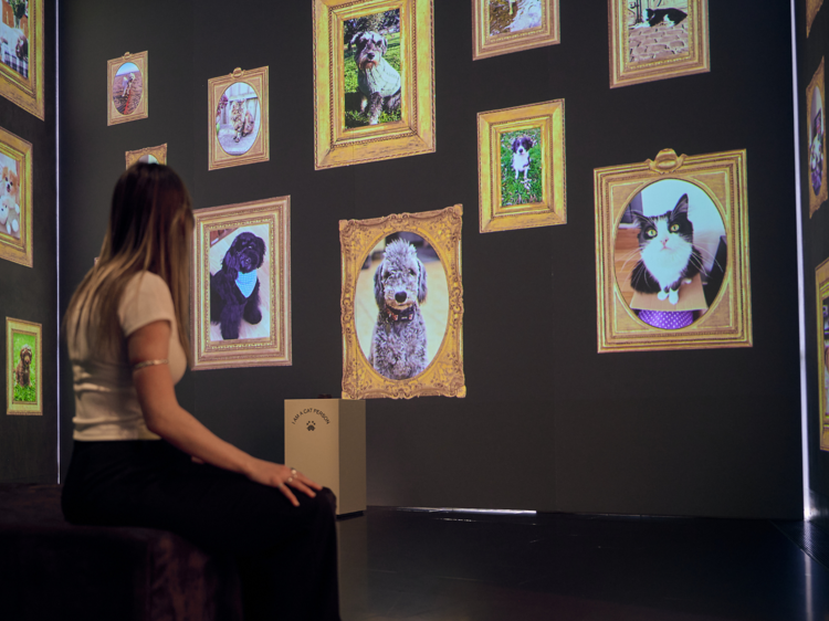 A person sits looking at projected portraits of cats and dogs in gold frames