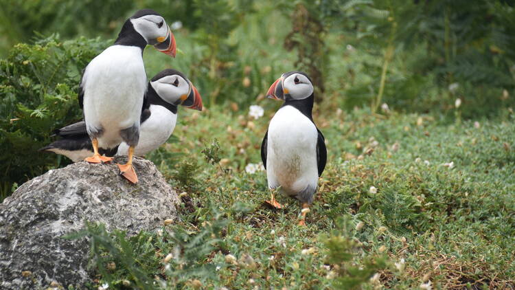 Look out for puffins on Puffin Island