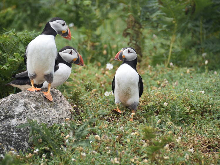 Look out for puffins on Puffin Island