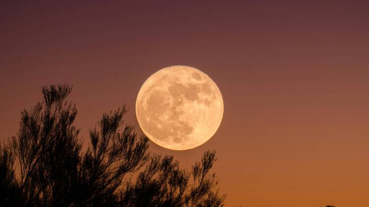 Full moon and branches in orange sky