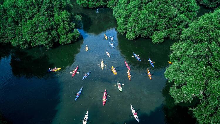 Kayak through mangroves at Taman Wisata Alam Angke Kapuk