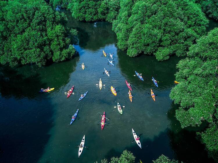 Kayak through mangroves at Taman Wisata Alam Angke Kapuk