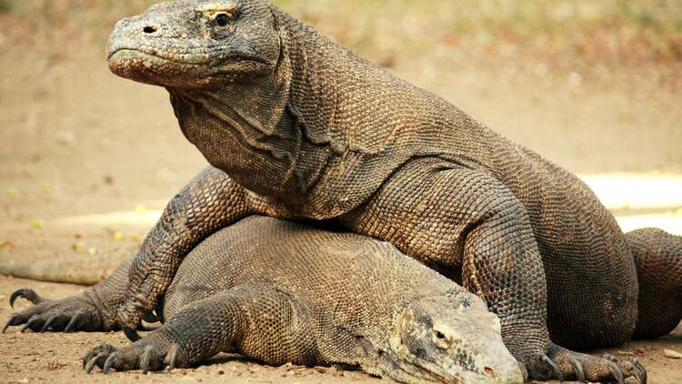 Meet the dragons in Komodo National Park