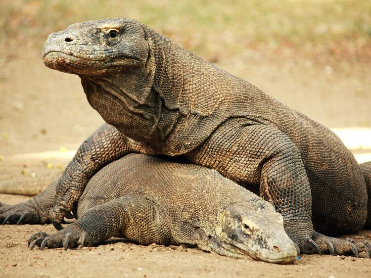 Meet the dragons in Komodo National Park