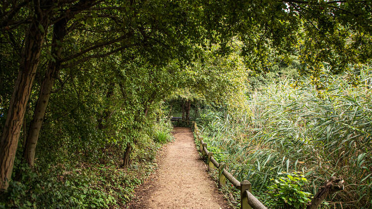 Dive into a vibrant wilderness in the heart of King’s Cross with Camley Street Natural Park