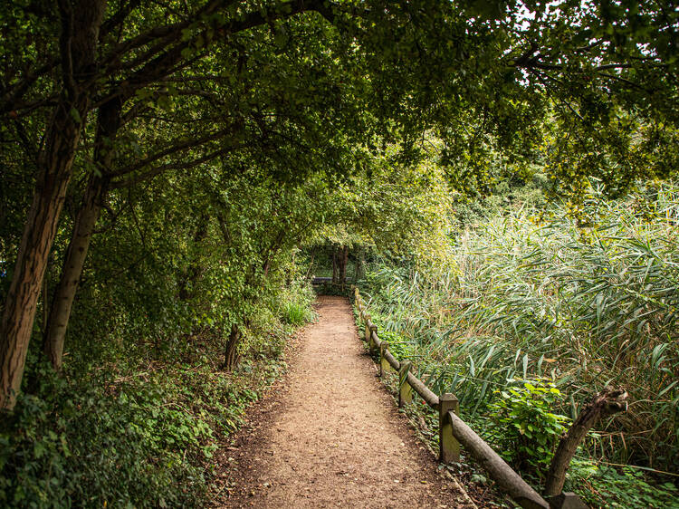 Dive into a vibrant wilderness in the heart of King’s Cross with Camley Street Natural Park