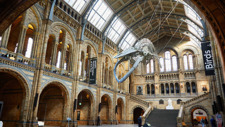 Walk with dinosaurs at the Natural History Museum