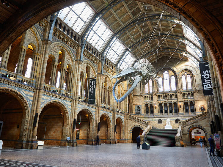 Walk with dinosaurs at the Natural History Museum