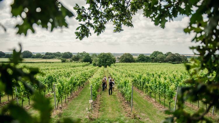 Gusbourne vineyard tour, Kent 