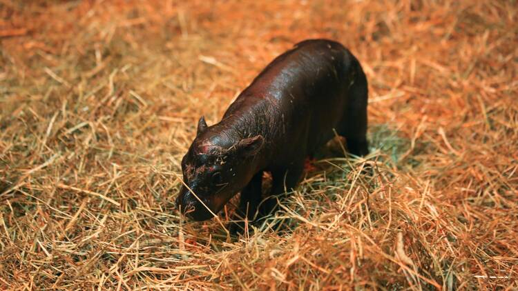 Haggis the pygmy hippo at Edinburgh Zoo