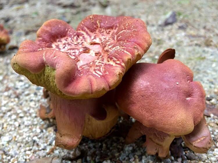 Outono em Sintra: castanhas, cogumelos, abelhas e uma mata-relíquia