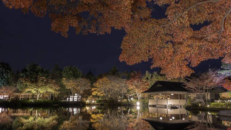 Showa Kinen Park: Autumn Leaves & Evening Light-up