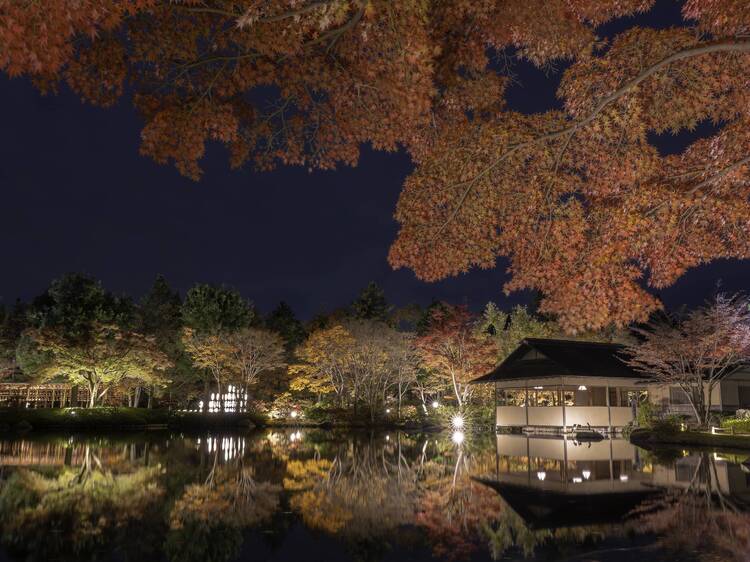 Showa Kinen Park: Autumn Leaves & Evening Light-up